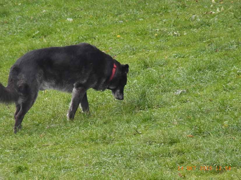 Luis - ganz konzentriert.jpg (827 x 620)